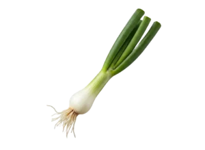 mladi luk