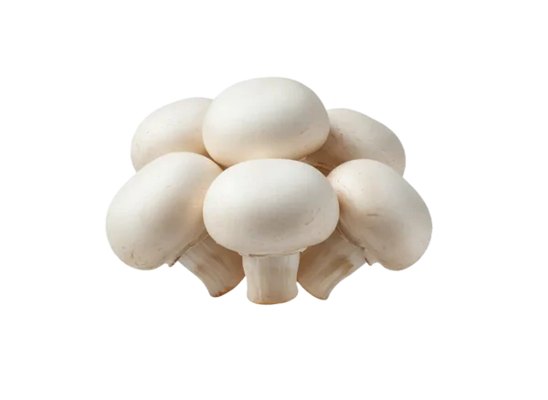 pecurka sampinjoni