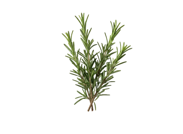 Ruzmarin