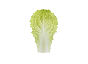 salata iceberg salata iceberg