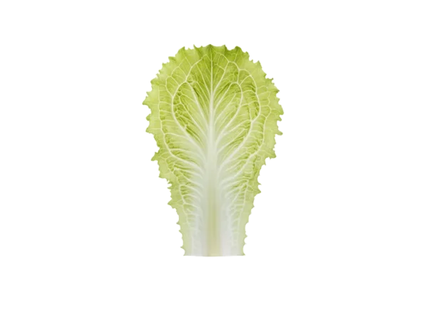 salata iceberg