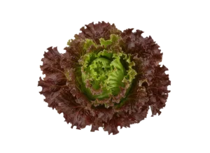 salata lolo roso