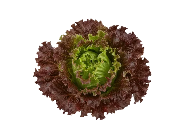 salata lolo roso salata lolo roso