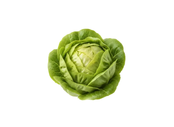 salata puterica