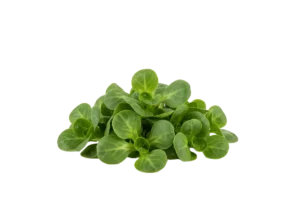 Matovilac 100gr